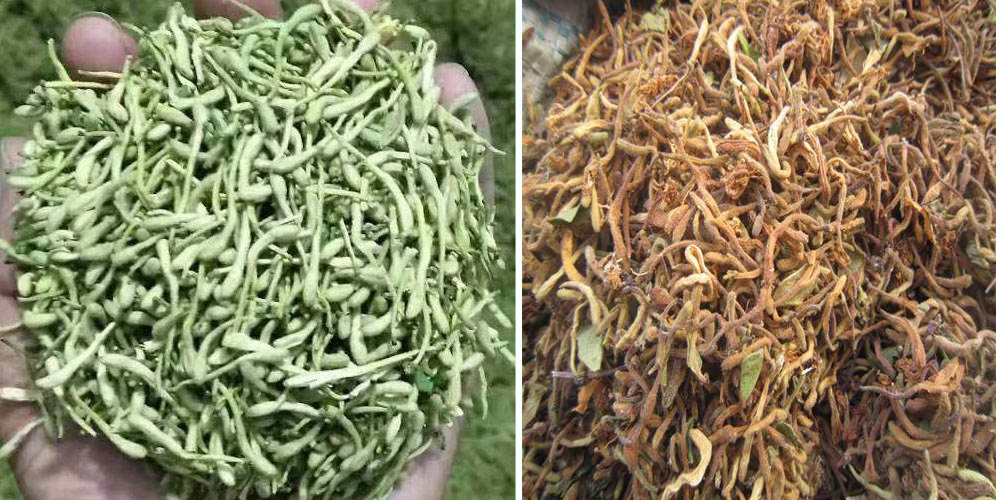 烘干金銀花畝產利潤多少？專業(yè)廠家詳解真實利潤